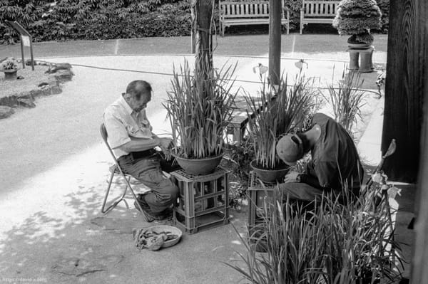 Deux hommes en train de soigner des iris en pot dans un jardin, l'un assis, l'autre assis et penché sur la plante.